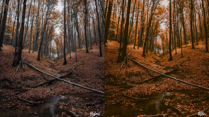 May include: A side-by-side comparison of a forest scene before and after editing. The before image shows a forest path with fallen leaves and a small stream. The after image shows the same scene with enhanced colors and contrast, making the leaves appear more vibrant and the stream more prominent.