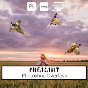 Realistic Pheasant Photo Overlays: Transparent PNG (Digital Download)