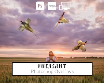 13 Realistic Pheasant Photoshop Overlays - Transparent PNG, photoshop, overlays, easy to use, DIGITAL DOWNLOAD