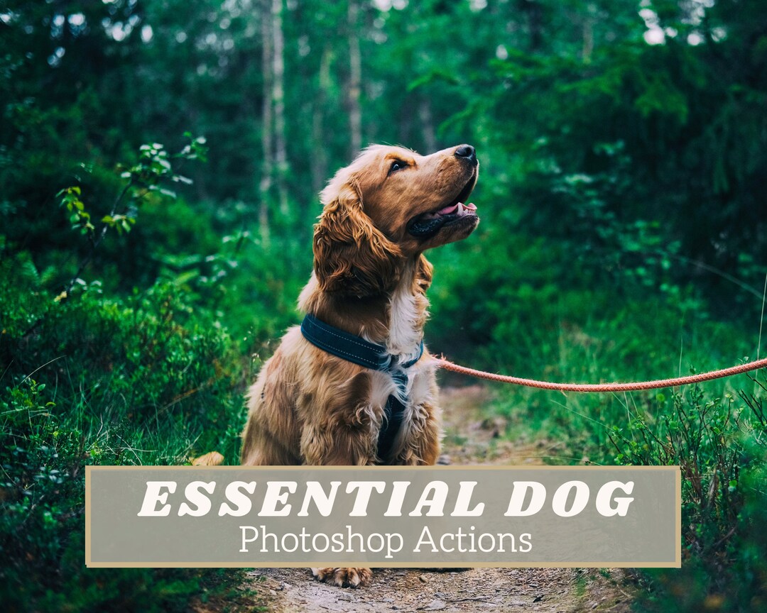 20 Essential Dog Actions Pet Actions, Dog Actions, Dog