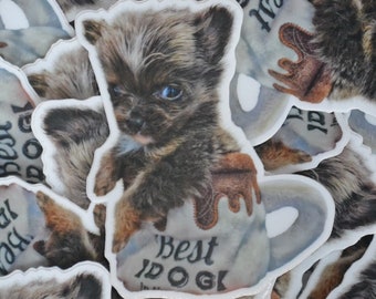 Best Dog | Casimir the Pomchi Puppy | Sticker