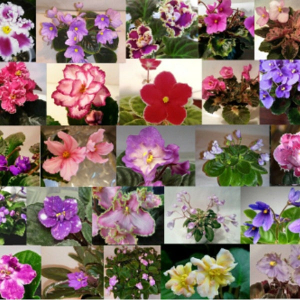 10 African Violet Leaves ~2 Leaves from 5 Different Named Varieties~ Unrooted leaf set cuttings (mini/semi/standard/trailer) FREE SHIPPING!