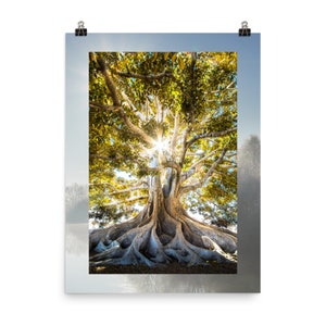 May include: A large tree with thick roots and a wide canopy of green leaves. The sun shines through the leaves, creating a bright, golden glow.