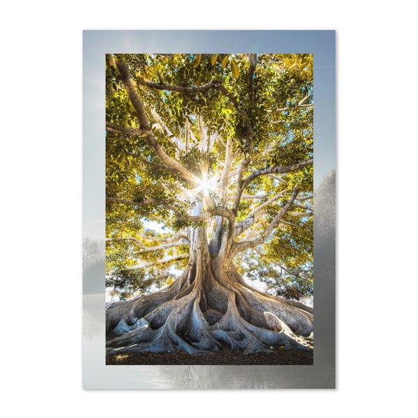 Tree of Life Greeting card, Sun Through Tree, Oak Tree roots, sunshine nature photography