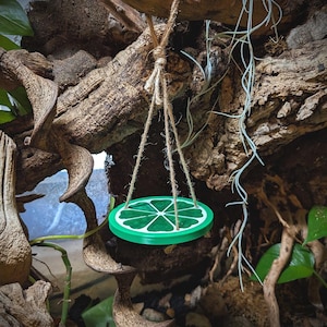 May include: A green and white lime slice-shaped swing suspended from a natural branch by twine. The swing is a vibrant green with white accents, resembling a lime. The background features a naturalistic terrarium setting with wood and foliage.