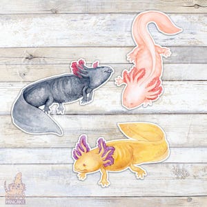 Axolotl Vinyl Sticker Pack, Gift for Amphibian Lovers and Owners, Accessories for Laptops and Water Bottles