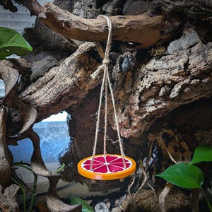 May include: A hanging, circular pet toy resembling a grapefruit slice. The toy has a bright orange rim and a segmented red interior, suspended by twine from a natural wood branch. The background features natural wood and green foliage.