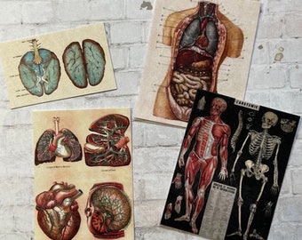 4 pc Medical Posters / Charts - these are not life size.
