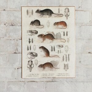 Vintage Rat Chart -this is not life size.