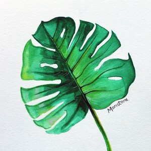 May include: A watercolor painting of a green Monstera leaf with a white background. The leaf is depicted in detail, with its characteristic holes and veins. The artist's signature, "andrea murray 18", is visible in the bottom right corner.