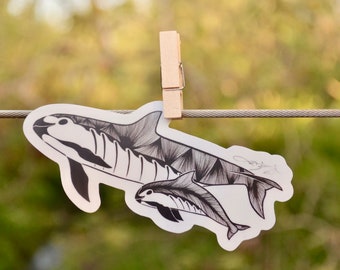 Phocoena sinus (Vaquita) - Sticker