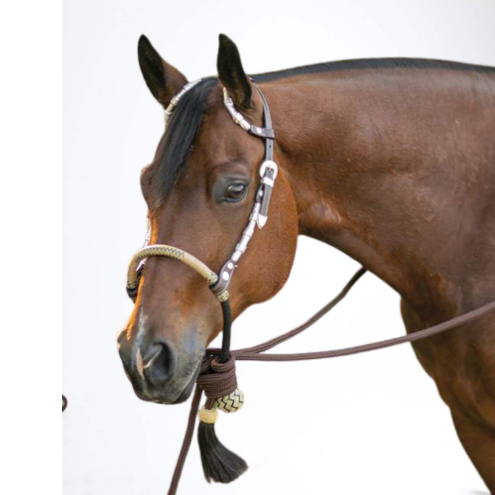 Is this bosal a good fit for this mares head? : r/Horses