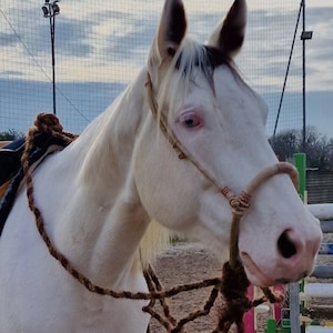 40 Plaits  Rawhide Natural & Cherry Red Bosal Set, 5/8&quot; Western Bosal Set, Bosal Set With Horse Hair Mecate Reins, High Quality Bosal Set.