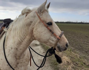 Può includere: Un cavallo macchiato di bianco e marrone che indossa un morso in pelle marrone e un morso in corda nera con un fiocco nero. Il cavallo è in piedi in un campo con erba verde e un sentiero di terra.