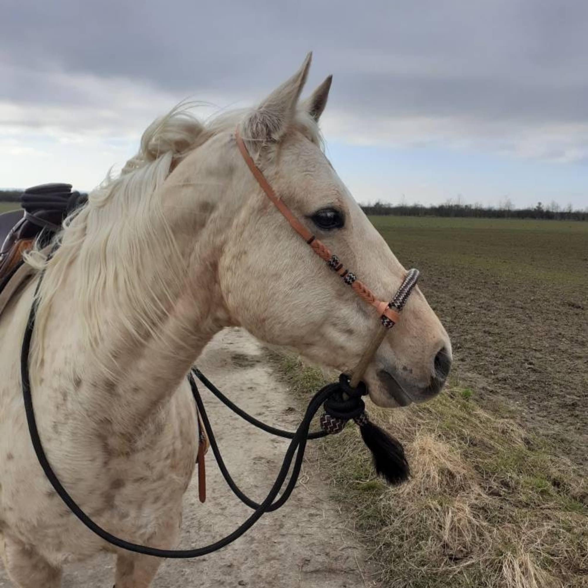 Handmade Bosal Set 40 Plaits Rawhide Natural Bosal Set Bosal Etsy Canada