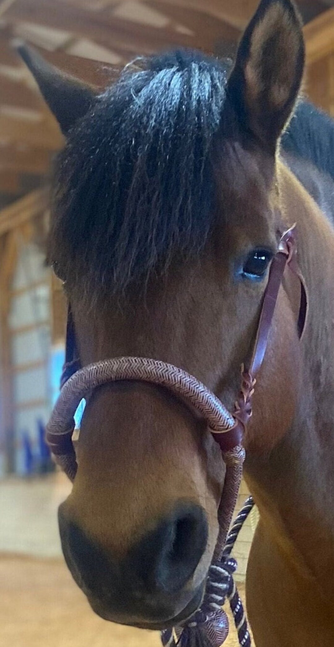 Bosal 40 tresses, Bosal 5/8 épaisseur, Bosal de haute qualité. Bosal