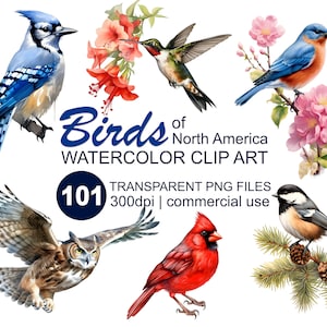 Watercolor Birds Bumper Discount Clipart Bundle 101 Colorful Bird Images, 300 dpi transparent PNG format instant download, commercial use