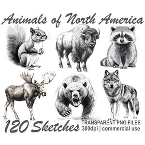 Animal Sketches Line Art Animals of North America Clipart Bundle Sketches of Animals png, 300 dpi transparent PNG format, commercial use