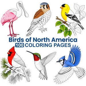 May include: An illustration of six North American birds, including a pink spoonbill, a brown and white kestrel, a yellow and black goldfinch, a red cardinal, a hummingbird, and a blue jay. The text "Birds of North America 100 Coloring Pages" is displayed.