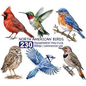 Paquete de imágenes prediseñadas de aves norteamericanas, 230 ilustraciones en acuarela, uso comercial incluido, descarga instantánea.