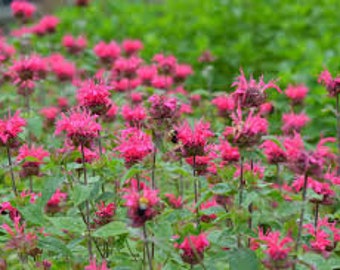4g 0.14oz Bergamot bee balm Beebalm Monarda Didyma Organic red Flowers Petals for Steam Bath Decor Art /& to decorate candel in Canada