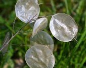 50 100 Lunaria Money Honesty Plant Seeds - Free Shipping