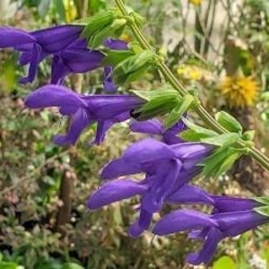 3 Van Remsen SALVIA Plants, Anise Sage, Full Sun, Steep Hill Garden