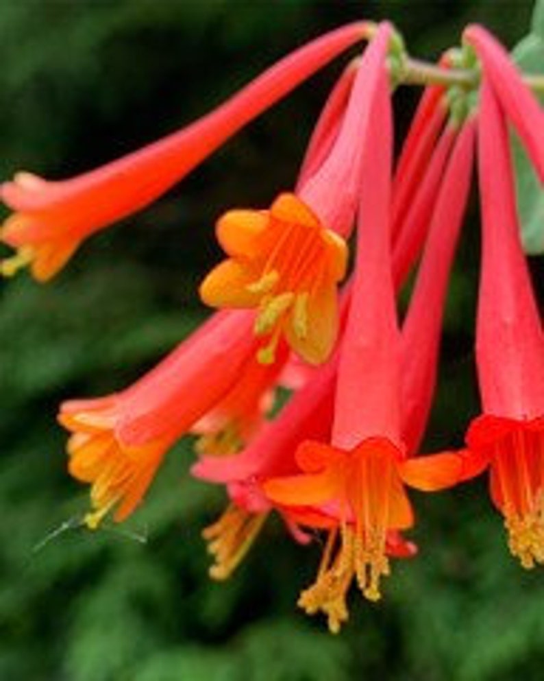 Trumpet Honeysuckle lonicera Sempervirens Plant Etsy