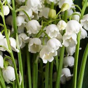 Lily of the Valley Pips