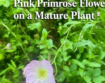 Showy Pink Evening Primrose Plant, Perennial Flower, Full-Part Sun