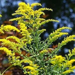 Goldenrod (Solidago Altissima) Seeds, Stratification required for Germination, Pollinator-Friendly Perennial