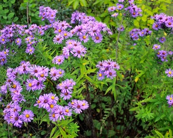1 New England Aster Plant/Root (2.5" pots)