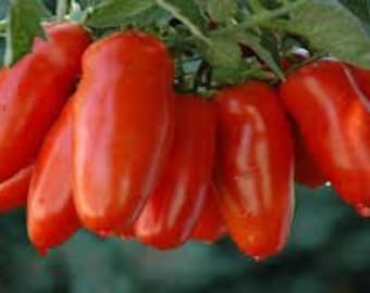 6 Tomato Plants - San Marzano (2.5" pots, 6-10" tall)