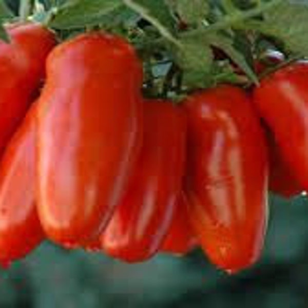 6 Tomato Plants - San Marzano (2.5" pots, 6-10" tall)