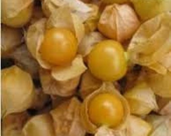 Pineapple Ground Cherry Plants