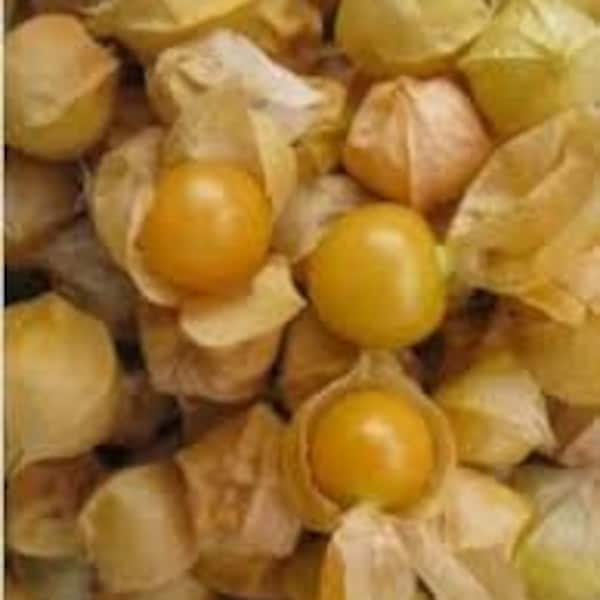 Pineapple Ground Cherry Plants