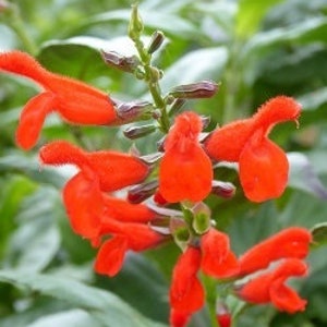 Belize Sage - Misty Mountain Sage, Salvia