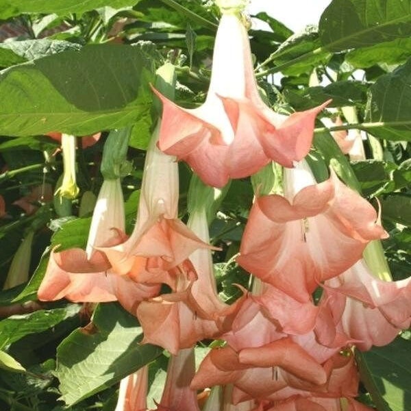 Brugmansia Plants - Cherub, Full Sun, Perennial Flowers, Steep Hill Garden