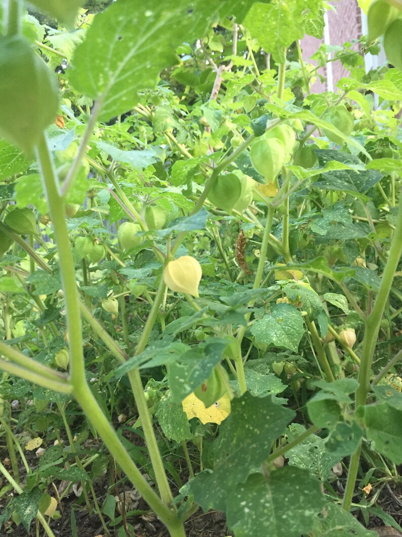 Pineapple Ground Cherry Seeds Free Shipping Etsy