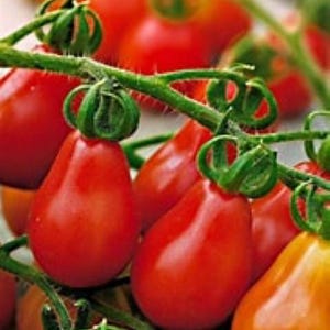 Red Pear Tomato Seeds - 25 Seeds