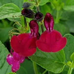 Salvia Cherry Lips - Autumn Sage