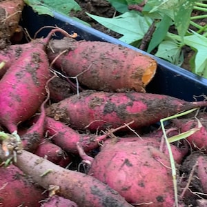 Steep Hill Garden Organic Sweet Potato Plants - Jewel Variety, Live Slips or Potted