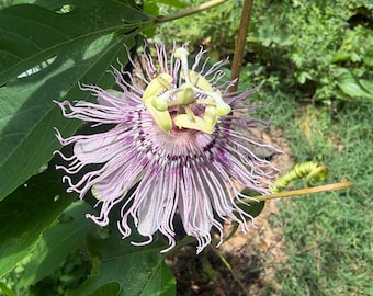 Maypop Passionflower/Passion Fruit Live Plant