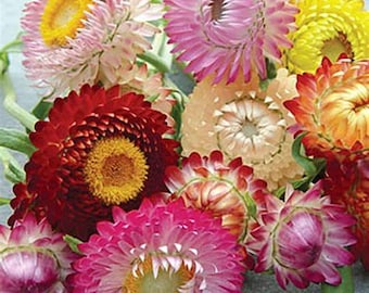 Mixed Strawflower Live Plant - Dried Flower, Annual, Full Sun, Colorful Blooms
