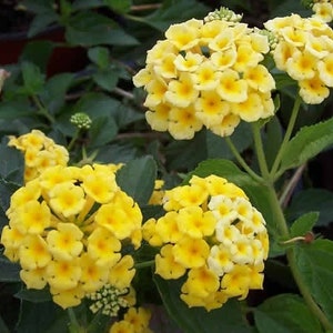 Hardy Lantana Chapel Hill Yellow Plant