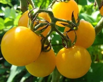 6 Tomato Plants - Red Rosso Sicilian, Honey Drop, Red Pear, Blush, San Marzano, Brown Berry, Green Zebra - 6-10" tall