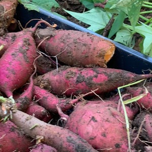 Steep Hill Garden Organic Sweet Potato Plants - Jewel Variety, Live Slips or Potted