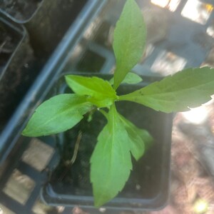 Goldenrod Plants