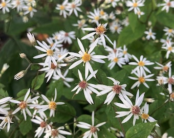 White Wood Aster Plants (Eurybia Divaricata)
