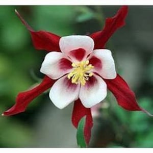 Crimson Star Columbine Plant, Part Sun, Perennial Flowers, Steep Hill Garden